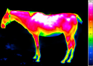Thermografie Pferd nach 8 Minuten VITAhorse Anwendung