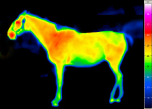 Thermografie Pferd vor Anwendung